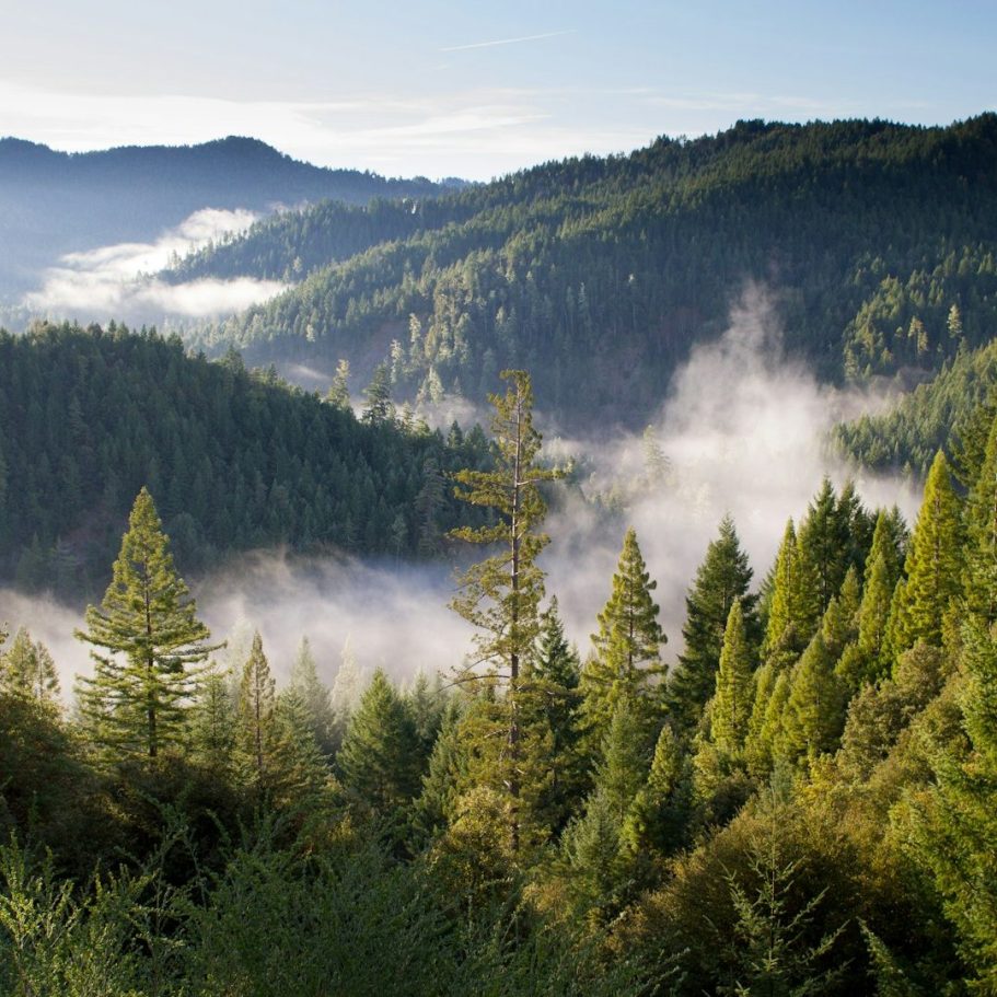 Waldlandschaft mit Nebel und Bergen im Hintergrund während des Tages.