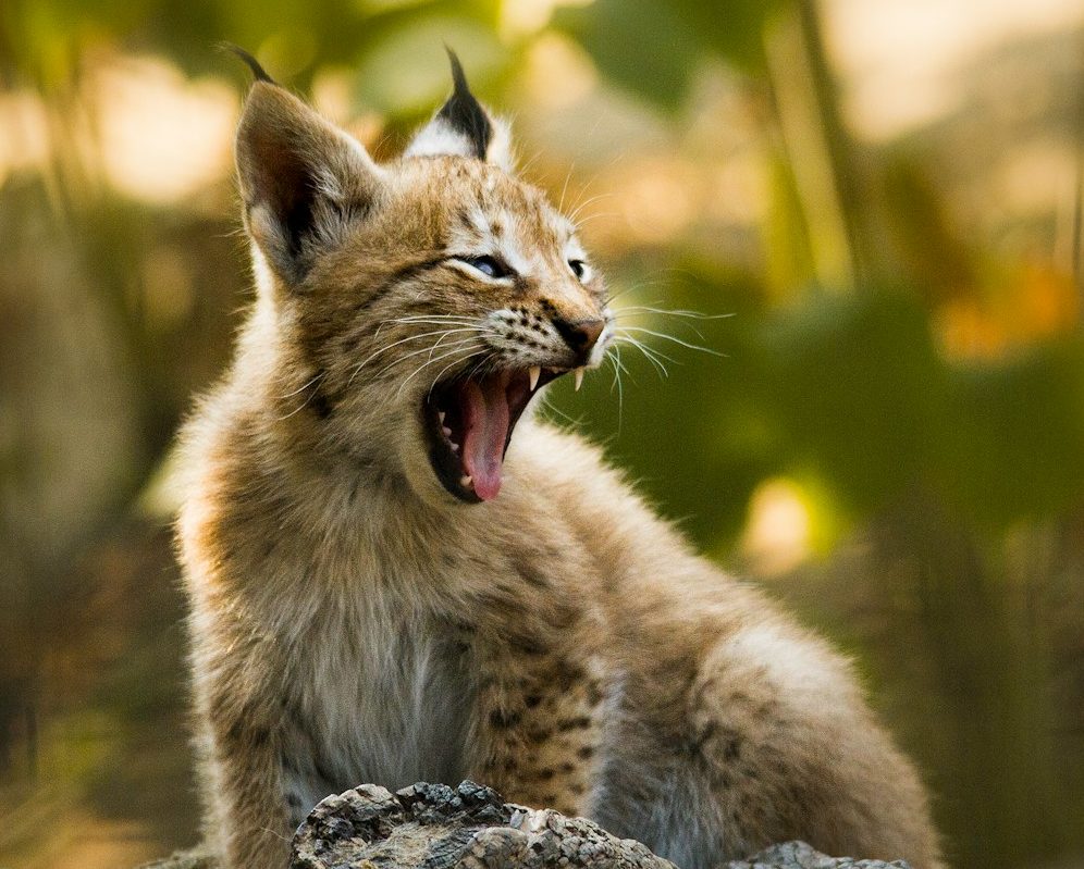 Junger Luchs gähnt, im Hintergrund verschwommenes Grün.