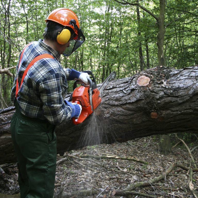 In Arbeit Ein Forstarbeiter schneidet mit einer Kettensäge einen Baumstamm im Wald.