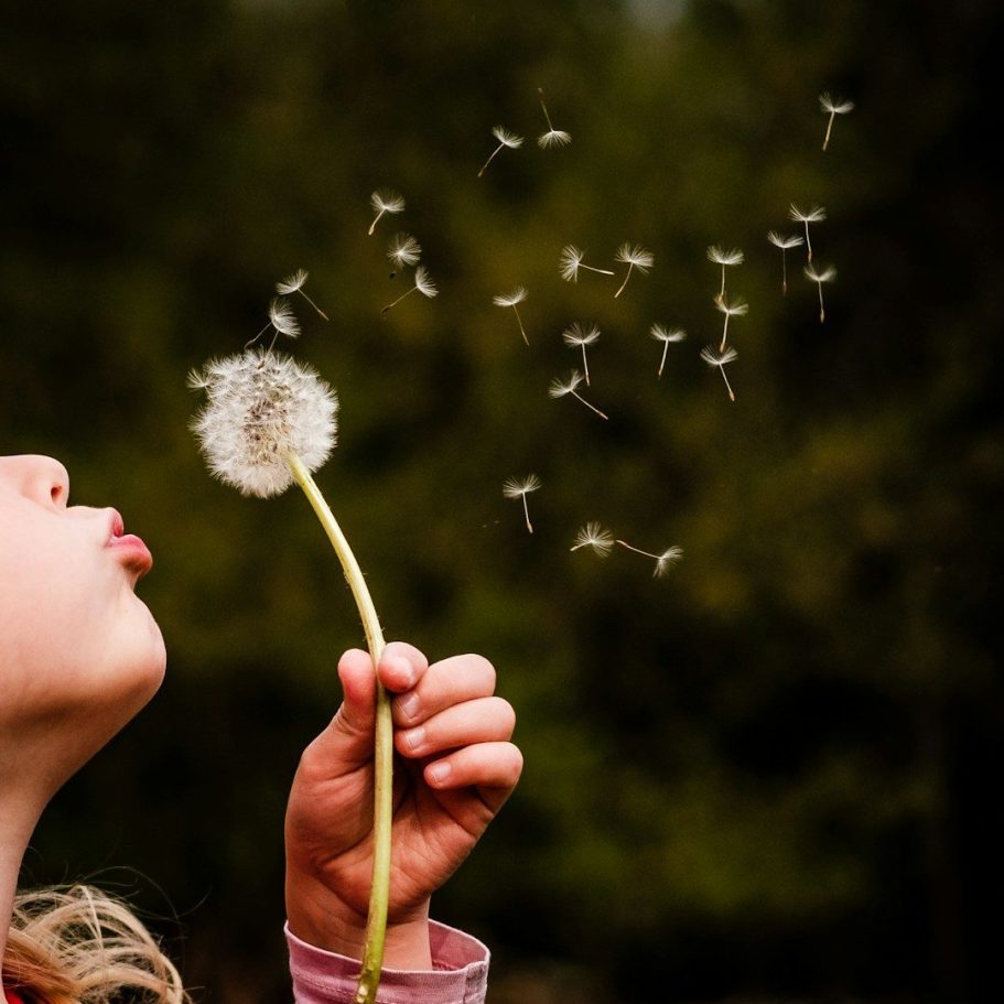 Ein Kind pustet auf eine Pusteblume, während die Samen in die Luft fliegen.