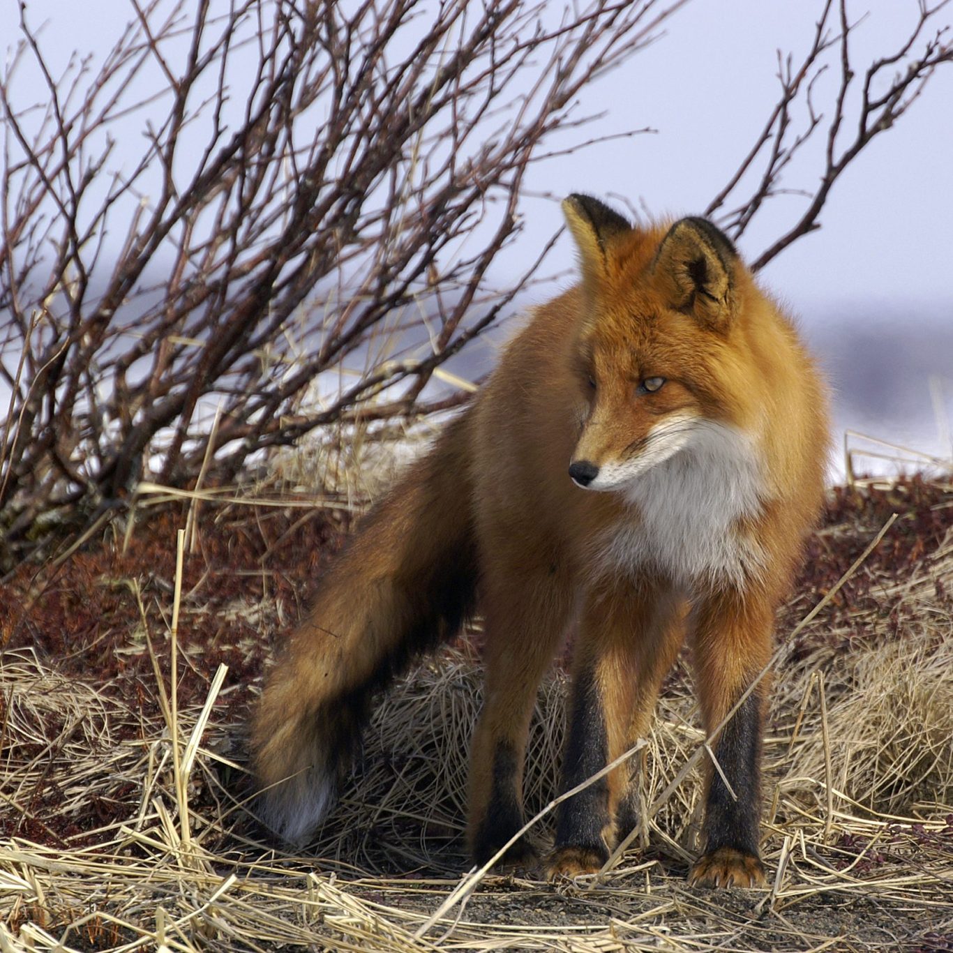Wunderschöner Fuchs Ein roter Fuchs steht neben trockenem Gras und Sträuchern in einer kargen Landschaft.