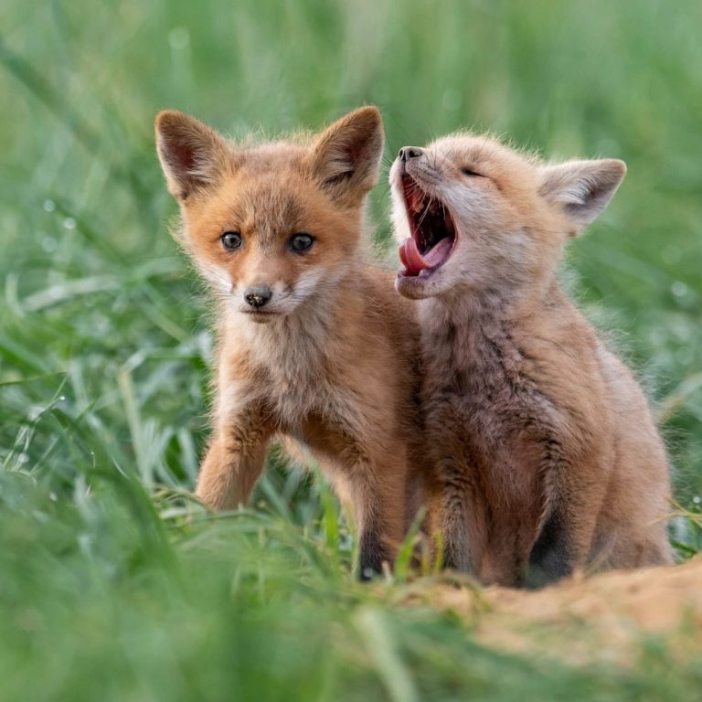 Zwei Fuchsbabies, eines gähnend, stehen im Gras.