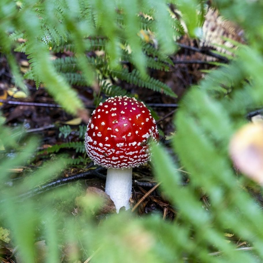 Roter Fliegenpilz mit weißen Punkten, umgeben von grünen Farnen.