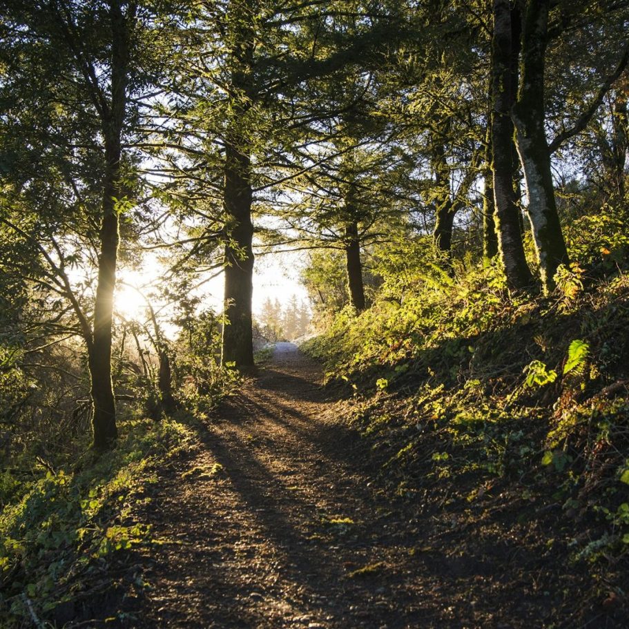 Waldweg mit Sonnenstrahlen, umgeben von hohen Bäumen und üppigem Grün.