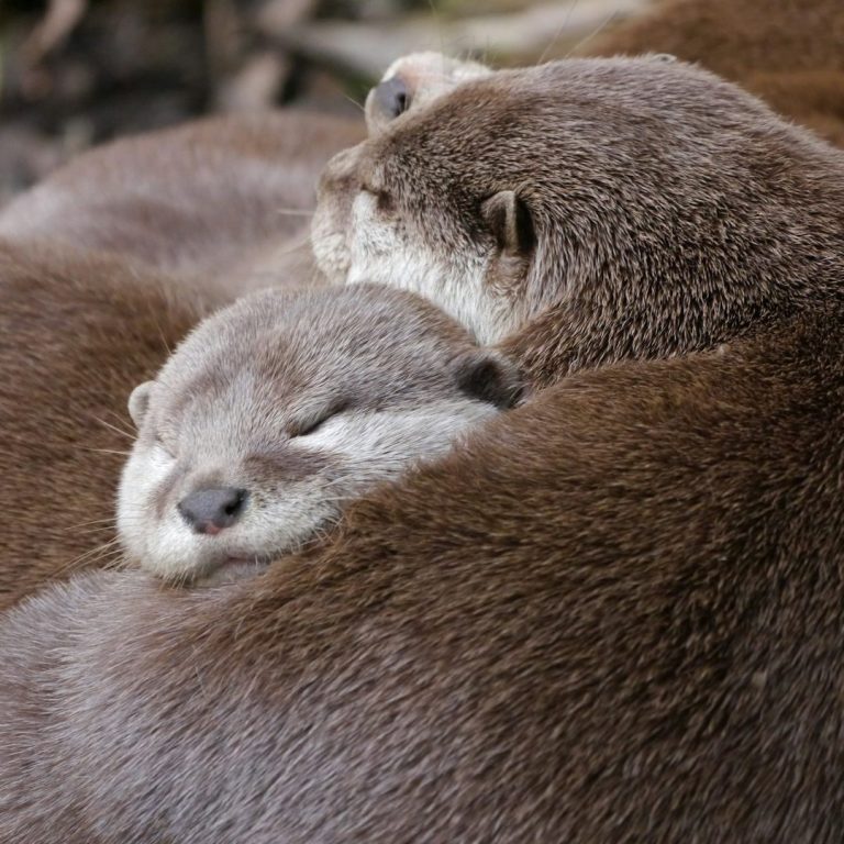 Zwei Otter kuscheln eng zusammen, einer schläft friedlich.